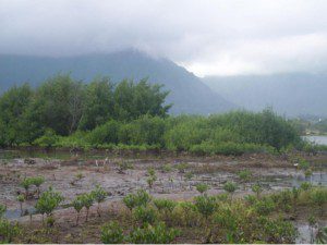 mangroveimage1